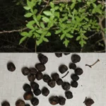 Buy Mahavilvam Seeds - 20 seeds per packet - Live Plant Online 
Shopping for Sale