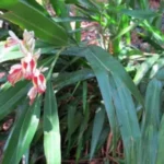 Buy Sittrarathai, சிற்றரத்தை, Snap Ginger, 
Cardamon ginger, Indian ginger - Live Plant Online Shopping for 
Sale