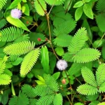 Buy Touch me not, sensitive shy plant - Live Plant Online 
Shopping for Sale