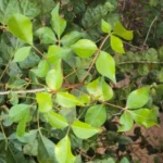 Buy South Indian Commiphora, Green commiphora - Live Plant Online 
Shopping for Sale