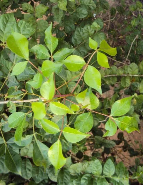 prep245_32_featured.webp Buy South Indian Commiphora, Green commiphora - Live Plant Online
Shopping for Sale - Image 1