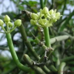 Buy Leafless East - Indian Vine, somalatha - Live plant online 
shopping for sale