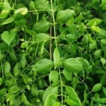 Buy salvodora persoca, Toothbrush Tree, Mustard tree, Salt brush 
- live plant online shopping for sale