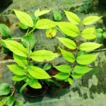 Buy karupaalai, sweet indrajo - Black - Live Plant Online 
Shopping for Sale