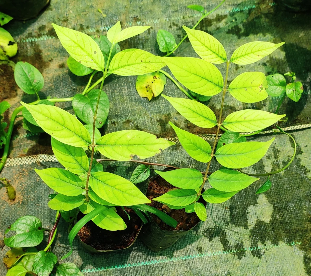 prep245_35_featured.webp Buy karupaalai, sweet indrajo - Black - Live Plant Online
Shopping for Sale - Image 1