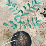 Buy Mulethi, Liquorice, jeshtamadhu, jeshtamadhuka, 
yashtimadhukam, athimathuram, adhimadhuram - live plant online 
shopping for sale