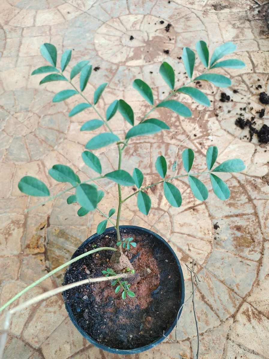 prep245_3_featured.webp Buy Mulethi, Liquorice, jeshtamadhu, jeshtamadhuka,
yashtimadhukam, athimathuram, adhimadhuram - live plant online
shopping for sale - Image 1