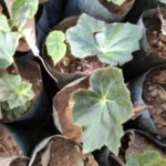 Buy Sivappu Siddhar Kalthamarai, சிவப்பு 
சித்தர் கல்தாமரை, Himalayan Begonia 
- Live Plant Online Shopping for Sale