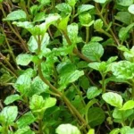 Buy Spearmint, mackerel mint, lamb mint - Live Plant Online 
Shopping for Sale