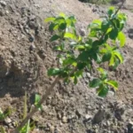 Buy Chaya virutcham, sayavirutcham, சாயா 
விருட்சம் - herbal live plants online shopping 
for sale