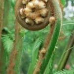 Buy Yanai vaangi, tree fern, யானை வணங்கி - 
Live Plant Online Shopping for Sale