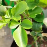 Buy Kuruntha maram, குருந்தமரம், 
Pleiospermium alatum, malai narathai - Live plant online shopping 
for sale
