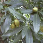 Buy Mahua, Mahua longifolia, Madhuca longifolia, kattu iluppai, 
ippa - live plant online shopping for sale