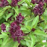 Buy thiruneetru pachilai - purple flower, Italian basil, 
திருநீற்றுப்பச்சிலை, ocimum 
basilicum, sivatulsi, bantulsi - Live plant online shopping for 
sale