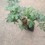 Buy Karpoora vilvam, கற்பூர வில்வம், 
kapur bael, kappor bael, kapur bilpatre - live plant online 
shopping for sale