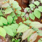 Buy Trumpet flower, pathiri, பாதிரி, padhiri, padiri, 
stereospermum colais, stereospermum tetragonum, vaadari, poo 
pathiri - Live plant online shopping for sale