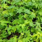 Buy Ipomoea mauritiana, ipomea mauritiana, Giant Potato, 
Mauritanian convolvulus, palmuthukan, பால் 
முதுக்கன், indian gudzu root - Live plant 
online shopping for sale