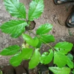 Buy Jadai virutcham, sadai viruksham, Melicope lunu ankenda, 
சடை விருட்சம், ஜடை 
விருட்சம் - Live plant online shopping for sale