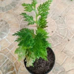 Buy Selaginella bryopteris, hanuman sanjeevi, ramayana 
sanjeevani, கருடக்கால் சஞ்சீவி 
- Live plant online shopping for sale