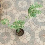 Buy Ormocarpum cochinchinensis, Ormocarpum sennoides, Elumbotti, 
எலும்பு ஒட்டி, 
எலும்பொட்டி - Live plant online shopping 
for sale