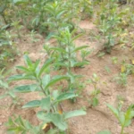 Buy False waterwillow, Andrographis echioides gopuram thangi, 
கோபுரம் தாங்கி - Live Plant Online 
Shopping for Sale