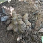 Buy Nilam purandi, நிலம் புரண்டி - 1KG 
tuber - Online Shopping for Sale
