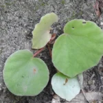Buy Siddhar kalthamarai, சித்தர் 
கல்தாமரை, Wolly Begonia, Begonia floccifera - 
Live plant online shopping for sale