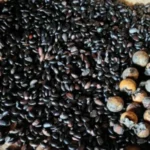 Buy Diospyros ebenum, Karungali, indian ebony, 
கருங்காலி - 300 seeds - Online Shopping for 
Sale
