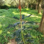 Buy red adathoda, Sigappu adathoda, nongmangkha - Red, 
சிவப்பு ஆடாதோடை, justicia 
thyrsiflorus - Red flower - Live plant online shopping for sale