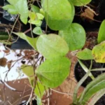 Buy Dioscorea oppositifolia, Cinnamon vine, chinese yam kattu 
Malayan kizhangu, காட்டு மலையன் 
கிழங்கு - Live plant online shopping for sale