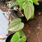 Buy Dioscorea alata, Sivappu valli kodi, kavali kizhangu, 
காவாலிக்கிழங்கு - Live plant online 
shopping for sale