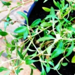 Buy Alternanthera paronychioides, Sessile joyweed country, nattu 
ponnanganni, நாட்டு 
பொன்னாங்கண்ணி - live plant online 
shopping for sale