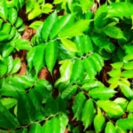 Buy Indian elm, aya maram, ஆயா மரம், thapse tree, 
arjuna thapse tter - Live Plant Online Shopping for Sale