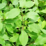 Buy ekavilvam - tamilnadu variety, Dhoop, dhup, ekavilvam, white 
sambrani, வெள்ளை சாம்பிராணி, 
vellai sambrani, commiphora agallocha - online shopping for sale
