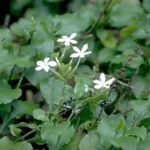 Buy White Leadwort, Plumbago Zeylanica - White, vellai kodiveli, 
Chitramoola, Vellakotuveli, Chitramoolam, Chitrak - Live plant 
online shopping for sale