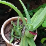 Buy Sivappu vari kathazhai, red aloe - line, 
சிவப்பு வரிக்கத்தாழை - 
critically endangerous - Live plant online shopping for sale
