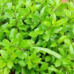 Buy Clerodendrum inerme, Sangam kuppi, சங்கம் 
குப்பி, பீநாறிச்சங்கு - 
Live plant online shopping for sale