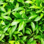 Buy Night queen, ratrirani, ராத்ரிராணி, night 
bloom Jasmine, Cestrum noctrunum, रात की रानी - 
Live plant online shopping for sale