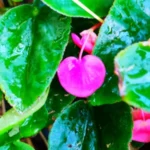 Buy Begonia heart, sangu narayana sanjeevi heart shape, இதய 
சங்குநாராயண சஞ்சீவி - Live 
Plant Online Shopping for Sale