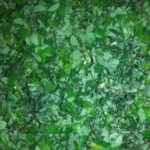 Buy ormocarpum cochinchinense, ormocarpum sennoides, Elumbotti, 
எலும்பொட்டி - 1kg fresh leaf - Online 
Shopping for Sale