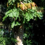 Buy Atthar maram, javvadu maram, Arakku maram, अट्ठार 
, Macassar oil tree, அத்தர், Schleichera oleosa - 
live plant online shopping for sale