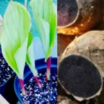 Buy Black ginger, thai ginseng, karu inji, 
கருஇஞ்சி, kaempferia parviflora - Live plant 
online shopping for sale