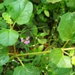 Buy Punarnava, Boerhaavia diffusa, mookirattai, 
மூக்கிரட்டை - Live plant online shopping 
for sale