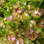 Buy Hop bush, virali, விராலி, dodonea viscosa - live 
plant online shopping for sale
