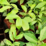 Buy Kuravan Sombu ilai, sombu leaf, குரவன் 
சோம்பு இலை - Live Plant Online Shopping for 
Sale