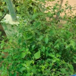 Buy Acalypha fruiticosa, Birch leaved acalypha - Medicinal live 
plant online Shopping for sale