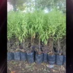 Buy Sandalwood, Santalum Album, Santhanam, Chandala, Chandanam, 
Chandanamu, Chandan, சந்தனம் - Live plant online 
shopping for sale