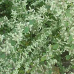 Buy aerva lanata, sirukan peezhai, Buikallan, Boor - live plant 
online shopping for sale
