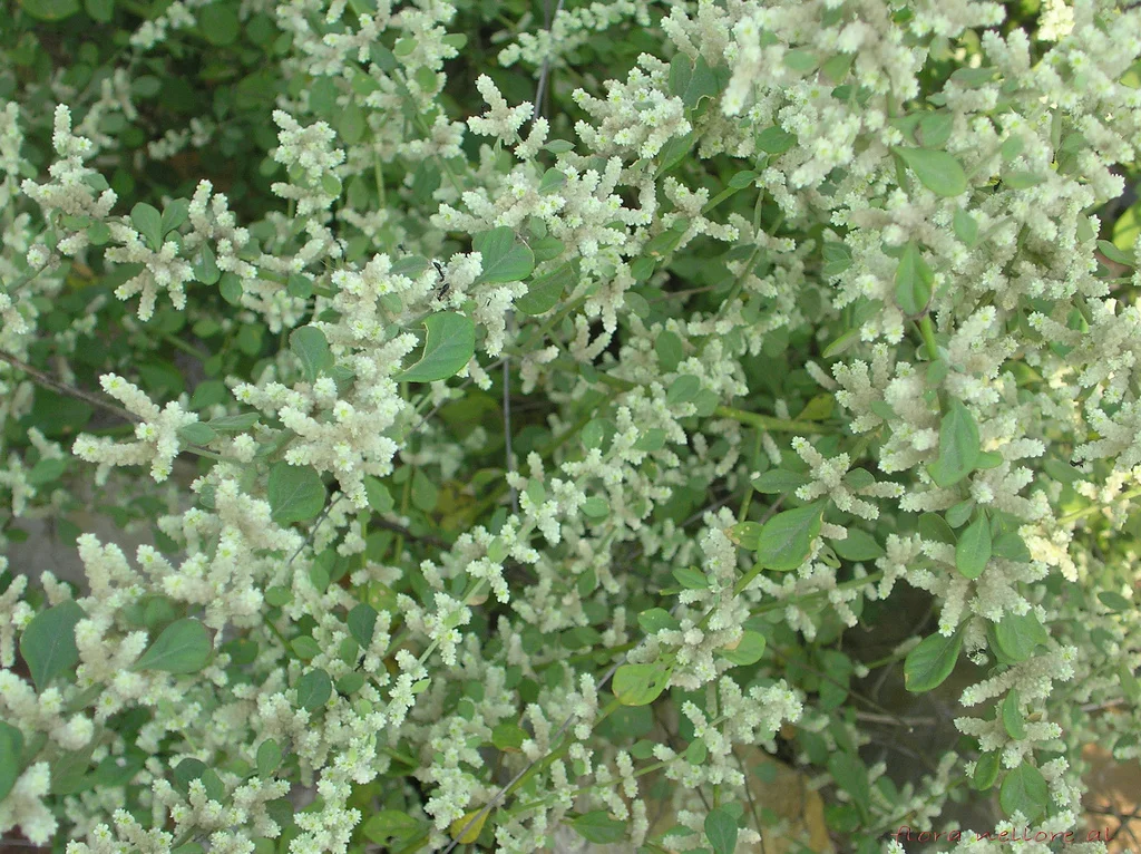 prep_180_featured.webp Buy aerva lanata, sirukan peezhai, Buikallan, Boor - live plant
online shopping for sale - Image 1