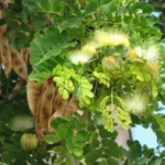 Buy Albizia lebbeck, lebbek tree, flea tree, frywood, koko, 
woman's tongue, siris tree, vaagai, வாகை - Live plant 
online shopping for sale